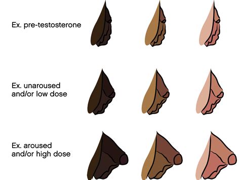 bottom growth trans|Bottom Growth and Genital Changes on Testosterone